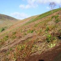 Rhododendron